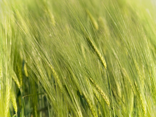 Organic green wheat close up