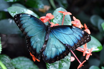 Naklejka premium A gorgeous butterfly