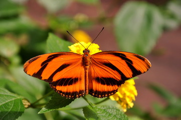 Fototapeta na wymiar A relaxing Butterfly