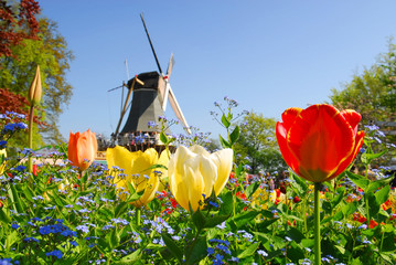 Fototapeta premium typowy holenderski: młyn i tulipany w Holandii Keukenhof