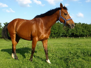 Horse