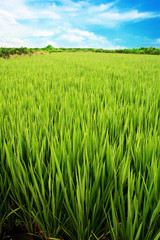Scenery of ricerice farming  in Asia
