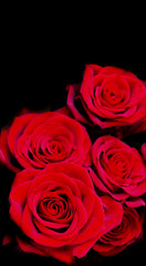 roses on black background