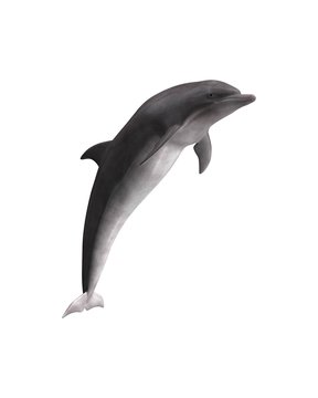 Delphin