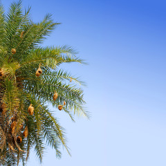 bird nests in a palm tree