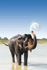 Fototapete Rund Elefanten im Fluss in Nepal baden © dzain