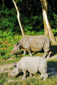 2 rhino's in chitwan NP in nepal