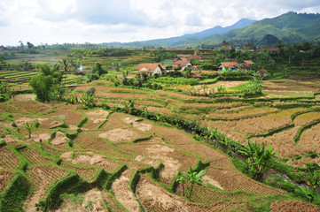 Rice fields