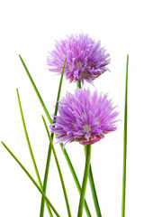 Obraz premium Chive Flower