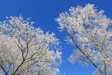 frozen trees in winter in holland