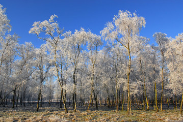 Fototapeta premium frozen trees in winter in holland