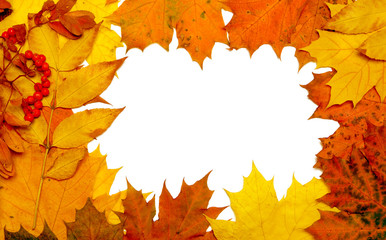 Naklejka na ściany i meble autumn fall leaf frame