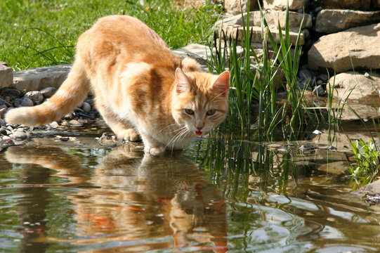 Kater Bruno