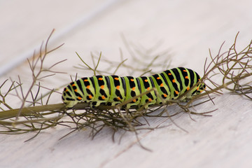 Schwalbenschwanz auf Dill