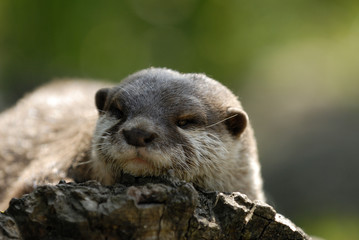 otter