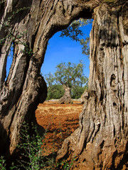 ancient olive tree trunk