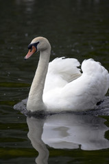Obraz premium Mute swan