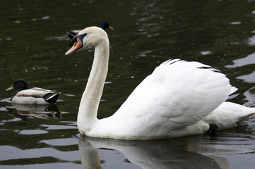 Fototapeta premium Mute swan