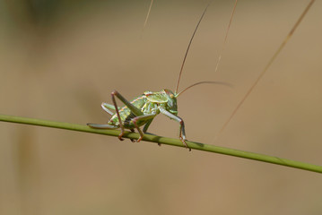 Langosta verde