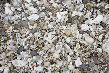 many shells on a beach