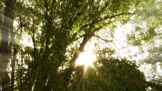 Green trees with sun rays, sun flares