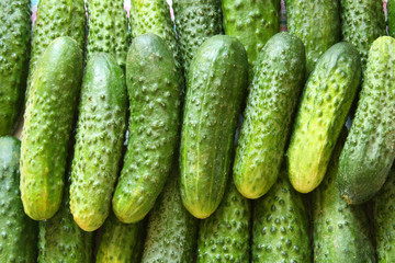 A lot of green cucumbers