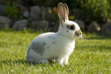 Hasi