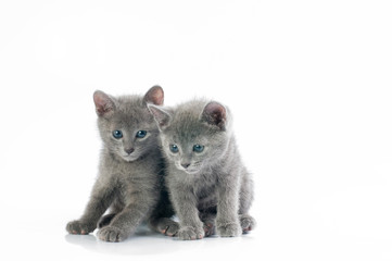 kittens
