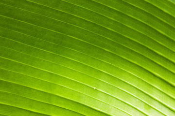 brightly green leaf of palm