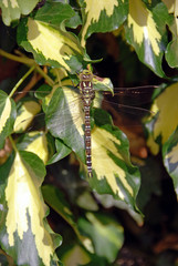Dragonfly on Ivy
