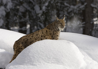 Luchs