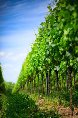 Vineyard rows in Germany