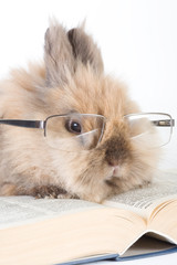 brown bunny with glasses, isolated on white