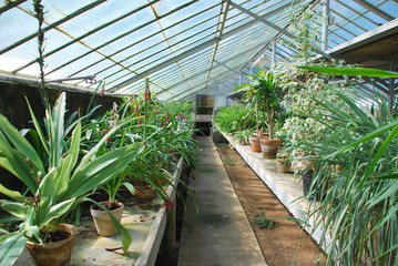Plants in Hothouse