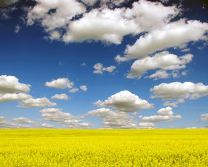 Obraz premium yellow field
