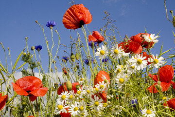 Feldblumen