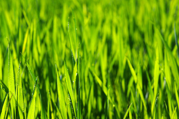 Fototapeta na wymiar green lawn