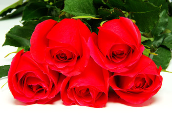 Obraz premium red rose