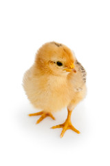 chicken isolated on white