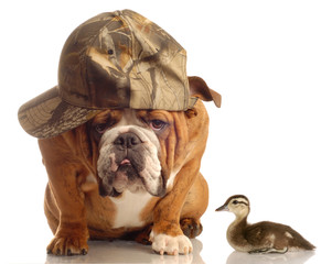 bulldog with hunting hat sitting beside a baby mallard duck