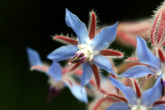 fleur de bourrache