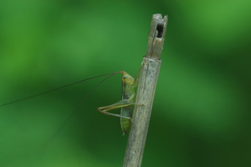 insects