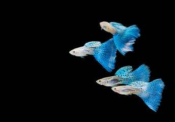 Fototapeta premium Swimming blue guppy, tropical fish pet