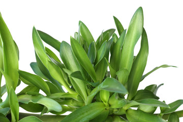 Obraz premium agaves juvéniles