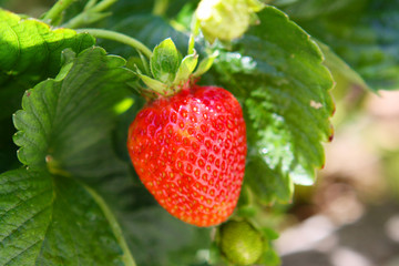Erdbeere,Garten