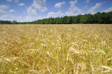 Summer field