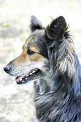 Crossbred Dog