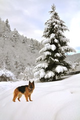 german shepherd dog in snowy landscape
