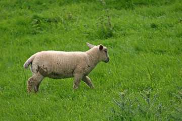 Naklejka na ściany i meble lamb in field
