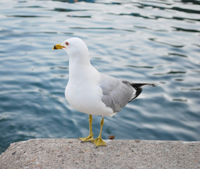 Seagull Posing